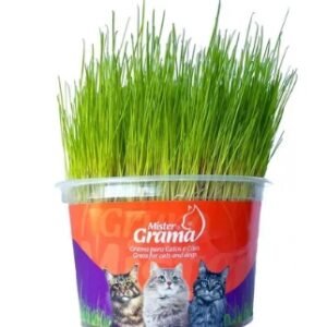 Graminha Digestiva Para Gatos e Cachorros Eliminação Pelos Mister Grama